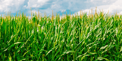 Corn