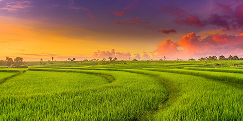 Rice