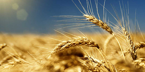 Wheat